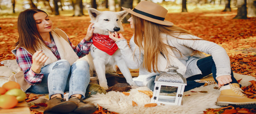 Fall Fun 7 Pumpkin-Themed Activities for Your Dog